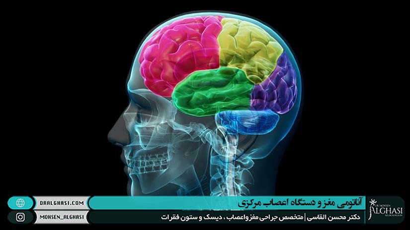 آناتومی مغز و دستگاه اعصاب مرکزی